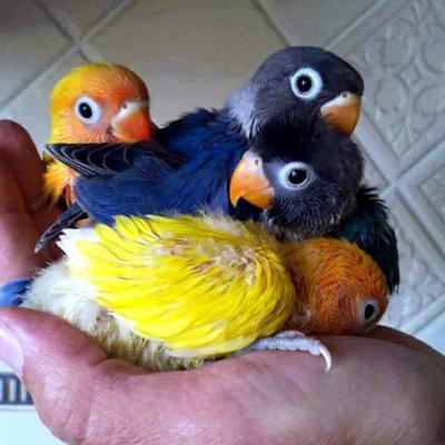 Vẹt Lovebird - Thuần chủng - Vẹt con
